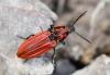 Anostirus purpureus